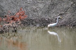 Virginia Egret in calm water with paled background and light red colored branch with ROT composition.