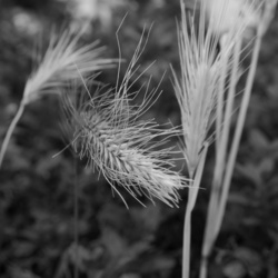 Ear Of Grass