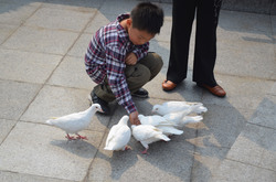 A boy feeding pigeons