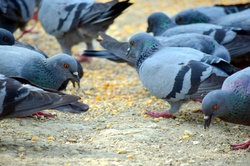 Pigeons photo background