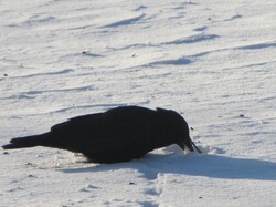This is a Black Bird eating in the snow bird feed