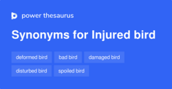INJURED BIRD