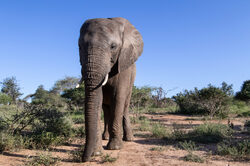 Limpopo