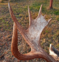 Photo of part of a Canadian moose plume