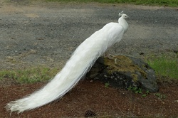 Portrait of a Peacock