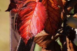 Rust coloured bramble leaf in autumn