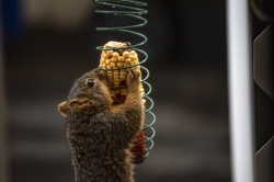 Squirrel Eating Corn