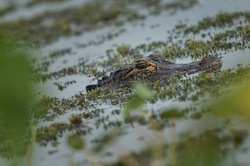 Portrait of an alligator waiting for his victim