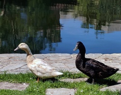 Black and white ducks along water - free image, public domain, CC