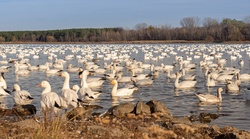 Flock of Ducks Floating