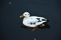 A white black duck