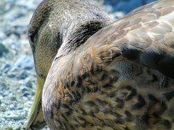 Canadian duck closeup