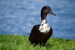 Cute black and white duck in the wild
