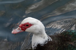 Barbary Duck, Muscovy