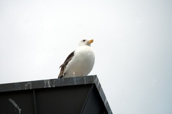 Gull On A Dumpster