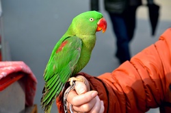 Green Parrot