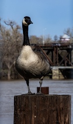 Photograph of a Canada Goose sitting on a pier post