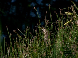 Juvenile Green Heron