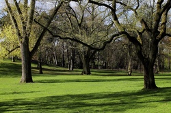Park with trees
