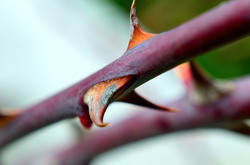 Rose thorn - Macro