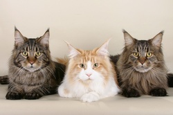 Studio portrait of three adorable Maine Coon cats sitting in a row