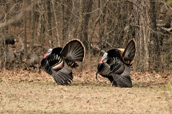 Two beautiful Tom turkey, along the edge of the woods, are strutting for the hens who are hiding among the trees.