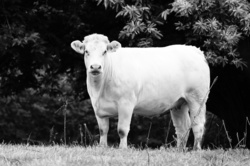 Charolais cow in the meadow