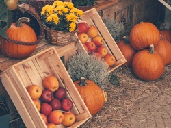 Ripe apples in boxes and orange pumpkins display
