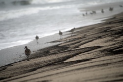 Silhouetted birds along slanted ocean shore