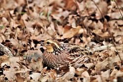 Close-up of a female bobwhite quail hiding in brown leaves.