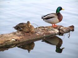 Canadian ducks in La Farge lake Coquitlam BC Canada