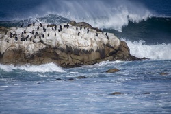 Sea spray flies off a wave heading towards a huge rock covered with black birds