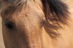Detailed photo of a brown horse