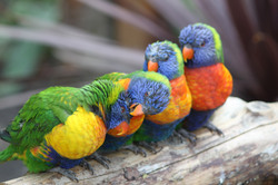 Bright coloured birds