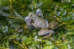 Frog with blown up vocal sacs in green water