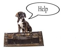 Dog With Speech Bubble Isolated On The White Background