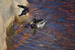 Black birds being chased out of the water by a male mallard duck