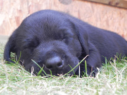 An adorable black labrador puppy