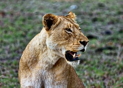 Painting of a Lion in the wild