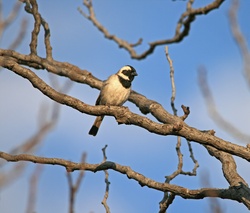 Male cape sparrow