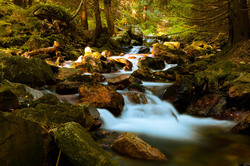 Mountain stream in motion in the forest