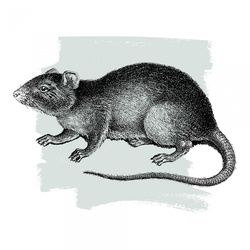 Vintage drawing of a rat