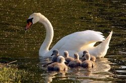 Swan Chicks Little Ducklings Birds Offspring Nature Photography