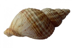 A sea shell on an isolated white background.