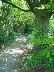 Trail through the trees