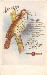 Thrush Bird January Garnet Birthday 1906 Public Domain