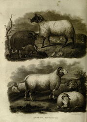 History of the Earth and Animated Nature (1825)