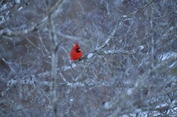 Cardinal in tree