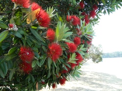Coastal Pohutukawa Tree