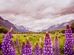 Like a carpet of purple, pink, blue, and white, a field of russell lupins stretches out in a beautiful flower display in Fiordland National Park, Southland, New Zealand.